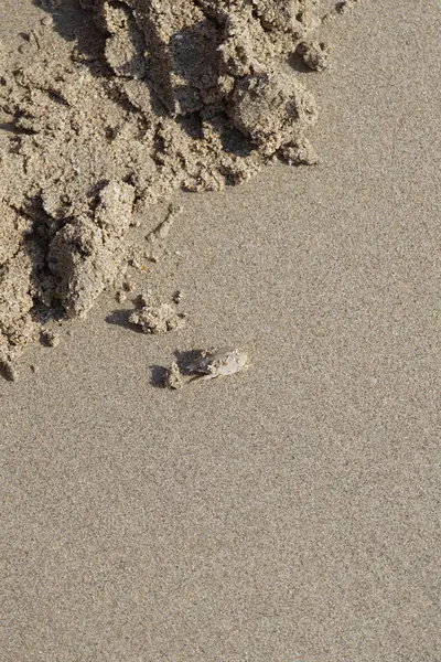 Emerita Emerita adlı bir kum yengeci Nisan ayında Khor Fakkan Sahili 'nin kumlarında oturur. Emerita decapod kabukluların, köstebek yengeçlerin, kum kemancılarının, kum pirelerinin veya kum yengeçlerinin küçük bir cinsidir. Khor Fakkan, Sharjah, BAE.                               