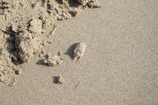 Emerita Emerita adlı bir kum yengeci Nisan ayında Khor Fakkan Sahili 'nin kumlarında oturur. Emerita decapod kabukluların, köstebek yengeçlerin, kum kemancılarının, kum pirelerinin veya kum yengeçlerinin küçük bir cinsidir. Khor Fakkan, Sharjah, BAE.                               