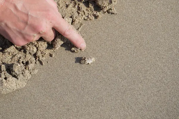 Emerita Emerita adlı bir kum yengeci Nisan ayında Khor Fakkan Sahili 'nin kumlarında oturur. Emerita decapod kabukluların, köstebek yengeçlerin, kum kemancılarının, kum pirelerinin veya kum yengeçlerinin küçük bir cinsidir. Khor Fakkan, Sharjah, BAE.                               