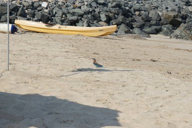 Coracias benghalensis kuşu Nisan ayında Khor Fakkan Sahili 'nin kumlarında oturur. Hint patenci Coracias benghalensis, Coraciidae familyasından bir kuş türü. Khor Fakkan, Sharjah, BAE.                                
