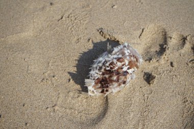 Umman Körfezi 'nden bisikletli orbikülaris balığı nisan ayında kumsalda uzanıyor. Cyclichthys orbicularis, Diodontidae familyasından bir balık türü. Khor Fakkan, Sharjah, BAE. 