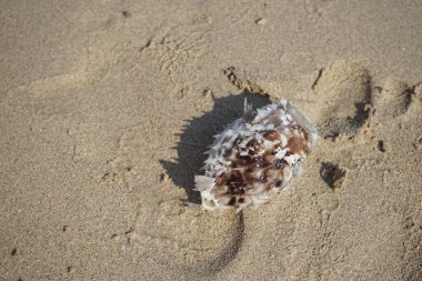 Umman Körfezi 'nden bisikletli orbikülaris balığı nisan ayında kumsalda uzanıyor. Cyclichthys orbicularis, Diodontidae familyasından bir balık türü. Khor Fakkan, Sharjah, BAE. 