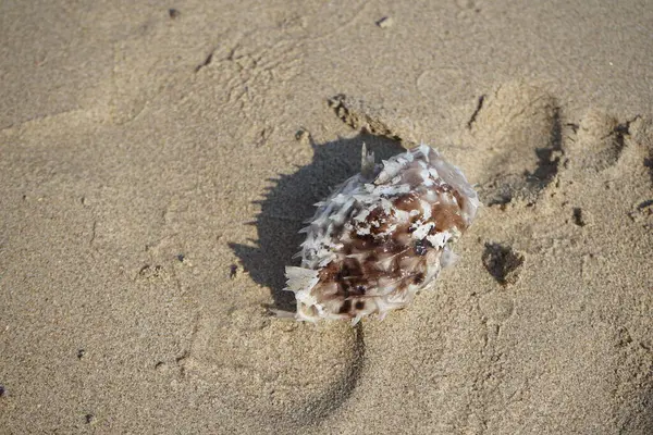 Umman Körfezi 'nden bisikletli orbikülaris balığı nisan ayında kumsalda uzanıyor. Cyclichthys orbicularis, Diodontidae familyasından bir balık türü. Khor Fakkan, Sharjah, BAE. 