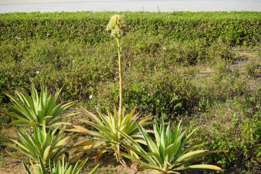 Agave sisalana bitkileri Nisan ayında Khor Fakkan kentindeki toprak setinin yakınında çiçek açtı. Sisal, Agave sisalana, Asparagaceae familyasından bir bitki türü. Sharjah, BAE. 