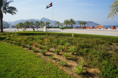 Khor Fakkan, Sharjah, BAE - 22 Nisan 2023: Agave sisalana bitkileri Nisan ayında Khor Fakkan seti yakınlarında çiçek açtı. Sisal, Agave sisalana, kuşkonmaz familyasından bir bitki türü..                                