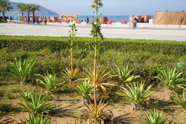 Khor Fakkan, Sharjah, BAE - 22 Nisan 2023: Agave sisalana bitkileri Nisan ayında Khor Fakkan seti yakınlarında çiçek açtı. Sisal, Agave sisalana, kuşkonmaz familyasından bir bitki türü..                                