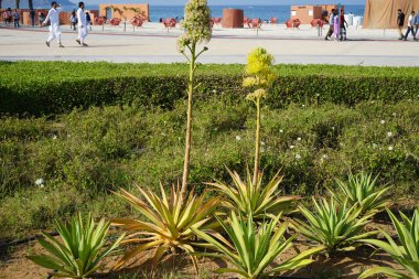 Khor Fakkan, Sharjah, BAE - 22 Nisan 2023: Agave sisalana bitkileri Nisan ayında Khor Fakkan seti yakınlarında çiçek açtı. Sisal, Agave sisalana, kuşkonmaz familyasından bir bitki türü..                                