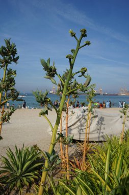 Agave sisalana bitkileri Nisan ayında Khor Fakkan kentindeki toprak setinin yakınında çiçek açtı. Sisal, Agave sisalana, Asparagaceae familyasından bir bitki türü. Sharjah, BAE. 