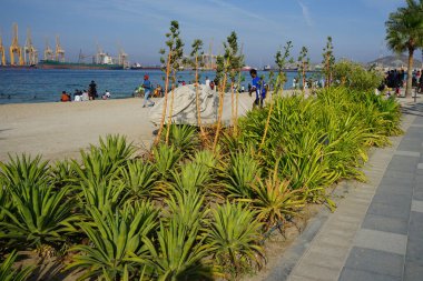 Khor Fakkan, Sharjah, BAE - 22 Nisan 2023: Agave sisalana bitkileri Nisan ayında Khor Fakkan seti yakınlarında çiçek açtı. Sisal, Agave sisalana, kuşkonmaz familyasından bir bitki türü..                                