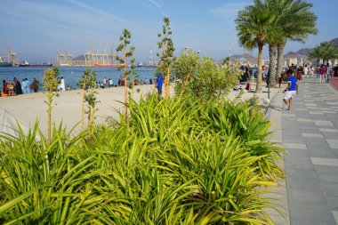 Khor Fakkan, Sharjah, BAE - 22 Nisan 2023: Agave sisalana bitkileri Nisan ayında Khor Fakkan seti yakınlarında çiçek açtı. Sisal, Agave sisalana, kuşkonmaz familyasından bir bitki türü..                                