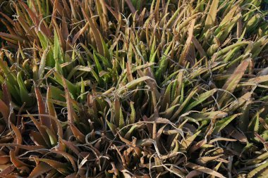 Aloe vera bitkileri Nisan 'da yetişir. Aloe vera, Aloe cinsinin sulu bir bitki türüdür. Khor Fakkan, Sharjah, BAE.