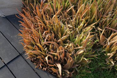 Aloe vera bitkileri Nisan 'da yetişir. Aloe vera, Aloe cinsinin sulu bir bitki türüdür. Khor Fakkan, Sharjah, BAE.