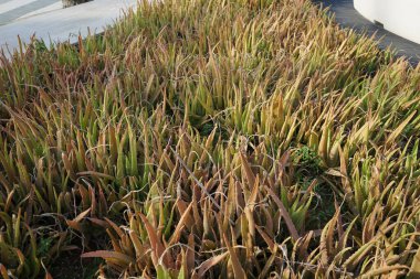 Aloe vera bitkileri Nisan 'da yetişir. Aloe vera, Aloe cinsinin sulu bir bitki türüdür. Khor Fakkan, Sharjah, BAE.