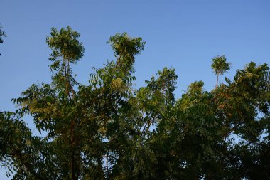 Azadirachta indica Nisan 'da çiçek açar. Azadirachta indica, Neem, Margosa, nimtree veya Hint leylağı, Meliaceae familyasından bir ağaçtır. Khor Fakkan, Sharjah, BAE. 
