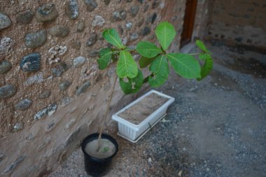 Nisan 'da büyüyen Terminalia Catappa. Terminalia catappa, badem, Hint bademi, Malabar bademi, deniz -, plaj bademi, sahte kamani, büyük bir tropikal ağaçtır. Khor Fakkan, Sharjah, BAE.