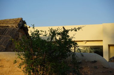 Nisan ayında Lawsonia inermis 'in bir dalında oturan Passer domesticus kuşu. Ev serçesi, Passer domesticus, Serçe familyasından bir kuş türü. Khor Fakkan, Sharjah, BAE.  