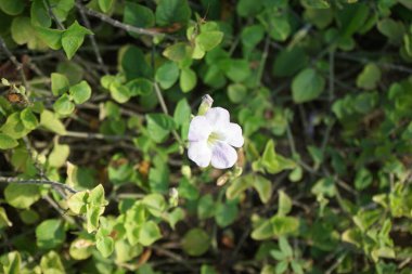 Asistasya gangetica Nisan ayında çiçek açar. Asistasya gangetica, Acanthaceae familyasından bir bitki türüdür. Khor Fakkan, Sharjah, BAE. 