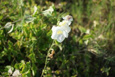 Asistasya gangetica Nisan ayında çiçek açar. Asistasya gangetica, Acanthaceae familyasından bir bitki türüdür. Khor Fakkan, Sharjah, BAE. 