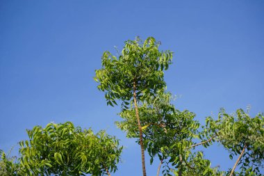 Azadirachta indica Nisan 'da çiçek açar. Azadirachta indica, Neem, Margosa, nimtree veya Hint leylağı, Meliaceae familyasından bir ağaçtır. Khor Fakkan, Sharjah, BAE. 
