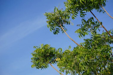 Azadirachta indica Nisan 'da çiçek açar. Azadirachta indica, Neem, Margosa, nimtree veya Hint leylağı, Meliaceae familyasından bir ağaçtır. Khor Fakkan, Sharjah, BAE. 