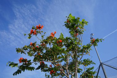 Nisan ayında Spatthodea campanulata portakal kırmızısı çiçeklerle çiçek açar. Spatthodea, Bignoniaceae familyasından bir bitki cinsidir. İçindeki tek tür, Spatthodea campanulata, Afrika lale ağacı. Khor Fakkan, Sharjah, BAE. 