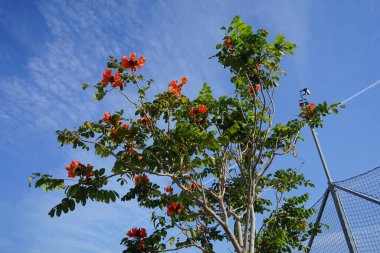 Nisan ayında Spatthodea campanulata portakal kırmızısı çiçeklerle çiçek açar. Spatthodea, Bignoniaceae familyasından bir bitki cinsidir. İçindeki tek tür, Spatthodea campanulata, Afrika lale ağacı. Khor Fakkan, Sharjah, BAE. 