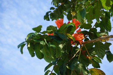 Nisan ayında Spatthodea campanulata portakal kırmızısı çiçeklerle çiçek açar. Spatthodea, Bignoniaceae familyasından bir bitki cinsidir. İçindeki tek tür, Spatthodea campanulata, Afrika lale ağacı. Khor Fakkan, Sharjah, BAE. 