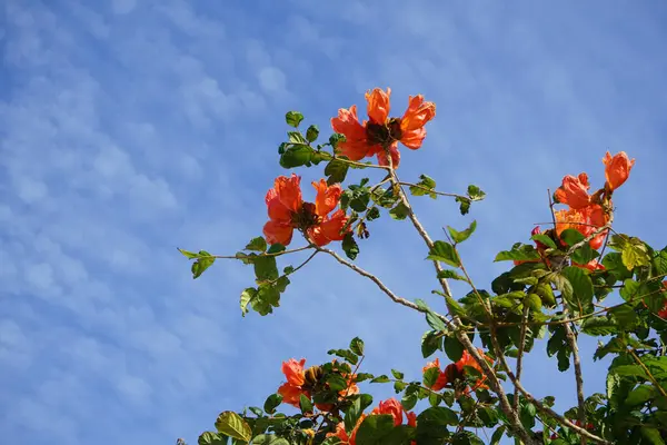 Nisan ayında Spatthodea campanulata portakal kırmızısı çiçeklerle çiçek açar. Spatthodea, Bignoniaceae familyasından bir bitki cinsidir. İçindeki tek tür, Spatthodea campanulata, Afrika lale ağacı. Khor Fakkan, Sharjah, BAE. 