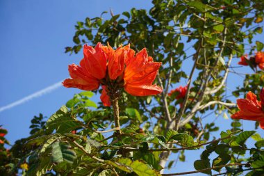 Nisan ayında Spatthodea campanulata portakal kırmızısı çiçeklerle çiçek açar. Spatthodea, Bignoniaceae familyasından bir bitki cinsidir. İçindeki tek tür, Spatthodea campanulata, Afrika lale ağacı. Khor Fakkan, Sharjah, BAE. 