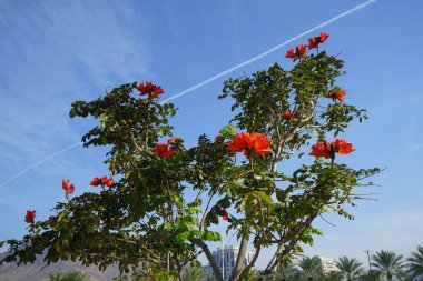 Nisan ayında Spatthodea campanulata portakal kırmızısı çiçeklerle çiçek açar. Spatthodea, Bignoniaceae familyasından bir bitki cinsidir. İçindeki tek tür, Spatthodea campanulata, Afrika lale ağacı. Khor Fakkan, Sharjah, BAE. 