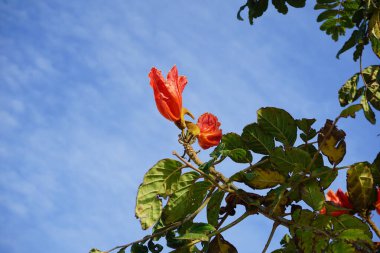 Nisan ayında Spatthodea campanulata portakal kırmızısı çiçeklerle çiçek açar. Spatthodea, Bignoniaceae familyasından bir bitki cinsidir. İçindeki tek tür, Spatthodea campanulata, Afrika lale ağacı. Khor Fakkan, Sharjah, BAE. 