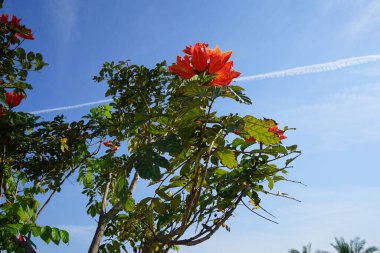 Nisan ayında Spatthodea campanulata portakal kırmızısı çiçeklerle çiçek açar. Spatthodea, Bignoniaceae familyasından bir bitki cinsidir. İçindeki tek tür, Spatthodea campanulata, Afrika lale ağacı. Khor Fakkan, Sharjah, BAE. 