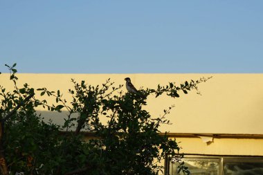 Nisan ayında Lawsonia inermis 'in bir dalında oturan Passer domesticus kuşu. Ev serçesi, Passer domesticus, Serçe familyasından bir kuş türü. Khor Fakkan, Sharjah, BAE.                             