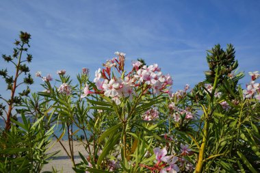 Neryum zakkum Nisan 'da çiçek açar. Neryum zakkum ya da zakkum, dünya çapında ılıman ve subtropikal alanlarda bir süs bitkisi olarak yetiştirilmiş bir çalılıktır. Khor Fakkan, Sharjah, BAE. 