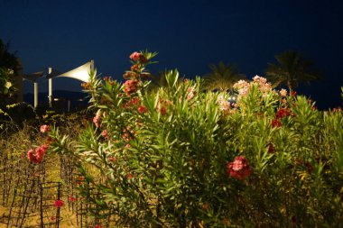 Nisan ayında Bougainvillea glabra ve Nerium zakkum çalıları çiçek açar. Bougainvillea glabra, kartonpiyergiller (Bougainvillea) familyasından bir glabra türü. Khor Fakkan, Sharjah, BAE. 