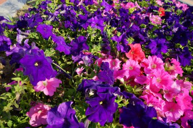 Petunia x atkinsiana çiçekleri Nisan ayında açar. Petunia x atkinsiana, petunyanın tüm melez türlerini kapsayan bir Petunya bitkisi olan 