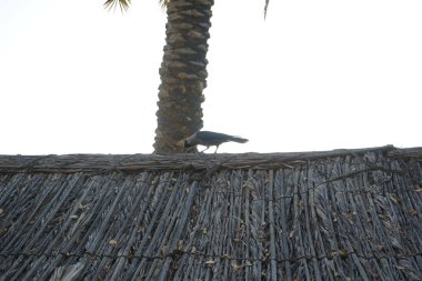 Corvus görkemli kuş, Khor Fakkan 'ın Tarihi Köyü' ndeki eski bir evin bitki bazlı doğal malzemelerinin çatısında oturur. Ev kargası, Corvus görkemi, Kızılderili, gri boyunlu, Seylan veya Colombo karga, karga familyasının yaygın bir kuşudur..