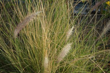 Cenchrus setaceus otları nisanda yetişir. Cenchrus setaceus, kızıl fıskiyeler, uzun ömürlü bir ot sürüsüdür. Khor Fakkan, Sharjah, BAE.      