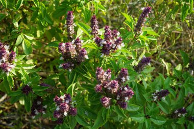 Ocimum Kilimandscharicum Nisan ayında çiçek açacak. Ocimum Kilimandscharicum, Lamiaceae familyasından bir fesleğen türüdür. Khor Fakkan, Sharjah, Birleşik Arap Emirlikleri. 