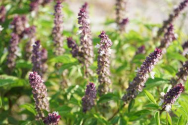 Ocimum Kilimandscharicum Nisan ayında çiçek açacak. Ocimum Kilimandscharicum, Lamiaceae familyasından bir fesleğen türüdür. Khor Fakkan, Sharjah, Birleşik Arap Emirlikleri. 