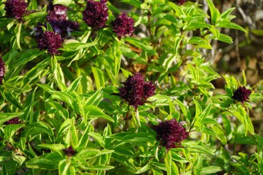 Ocimum Kilimandscharicum Nisan ayında çiçek açacak. Ocimum Kilimandscharicum, Lamiaceae familyasından bir fesleğen türüdür. Khor Fakkan, Sharjah, Birleşik Arap Emirlikleri. 