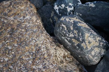 Nisan ayında Khor Fakkan kıyı şeridindeki Umman Körfezi taşkın bölgesinde kayalarda yaşayan kabuklu deniz ürünleri ve kalori fosilleri bulundu. Kabuklu deniz hayvanları, dış iskelet taşıyan su omurgasızlarıdır. Sharjah, BAE. 