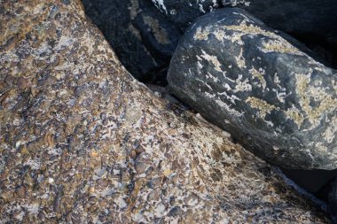 Grapsus tenuicrustatus yengeci Nisan ayında Khor Fakkan Sahili 'nde Umman Körfezi yakınlarındaki kayalara tırmanır. Grapsus tenuicrustatus (İnce kabuklu kaya yengeci, Natal lightfoot crab), başsız kabuklu bir yengeç türüdür. Khor Fakkan, Sharjah, BAE.