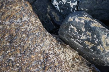 Grapsus tenuicrustatus yengeci Nisan ayında Khor Fakkan Sahili 'nde Umman Körfezi yakınlarındaki kayalara tırmanır. Grapsus tenuicrustatus (İnce kabuklu kaya yengeci, Natal lightfoot crab), başsız kabuklu bir yengeç türüdür. Khor Fakkan, Sharjah, BAE.