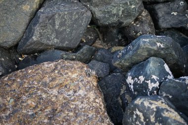 Grapsus tenuicrustatus yengeci Nisan ayında Khor Fakkan Sahili 'nde Umman Körfezi yakınlarındaki kayalara tırmanır. Grapsus tenuicrustatus (İnce kabuklu kaya yengeci, Natal lightfoot crab), başsız kabuklu bir yengeç türüdür. Khor Fakkan, Sharjah, BAE.