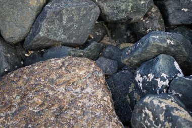 Grapsus tenuicrustatus yengeci Nisan ayında Khor Fakkan Sahili 'nde Umman Körfezi yakınlarındaki kayalara tırmanır. Grapsus tenuicrustatus (İnce kabuklu kaya yengeci, Natal lightfoot crab), başsız kabuklu bir yengeç türüdür. Khor Fakkan, Sharjah, BAE.