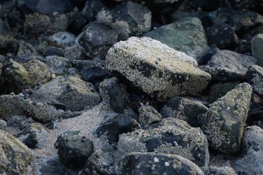 Nisan ayında Khor Fakkan Sahili 'nde Umman Körfezi yakınlarında kayalıklarda gezinen grafik tenüslü yengeçler. Grapsus tenuicrustatus (İnce kabuklu kaya yengeci, Natal lightfoot crab), başsız kabuklu bir yengeç türüdür. Khor Fakkan, Sharjah, BAE.