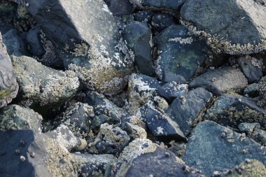 Grapsus tenuicrustatus yengeci Nisan ayında Khor Fakkan Sahili 'nde Umman Körfezi yakınlarındaki kayalara tırmanır. Grapsus tenuicrustatus (İnce kabuklu kaya yengeci, Natal lightfoot crab), başsız kabuklu bir yengeç türüdür. Khor Fakkan, Sharjah, BAE.