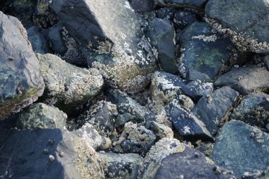 Grapsus tenuicrustatus yengeci Nisan ayında Khor Fakkan Sahili 'nde Umman Körfezi yakınlarındaki kayalara tırmanır. Grapsus tenuicrustatus (İnce kabuklu kaya yengeci, Natal lightfoot crab), başsız kabuklu bir yengeç türüdür. Khor Fakkan, Sharjah, BAE.                           