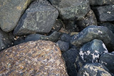 Grapsus tenuicrustatus yengeci Nisan ayında Khor Fakkan Sahili 'nde Umman Körfezi yakınlarındaki kayalara tırmanır. Grapsus tenuicrustatus (İnce kabuklu kaya yengeci, Natal lightfoot crab), başsız kabuklu bir yengeç türüdür. Khor Fakkan, Sharjah, BAE.                           